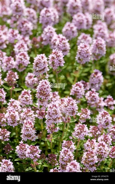 English Thyme Thymus Vulgaris Hi Res Stock Photography And Images Alamy