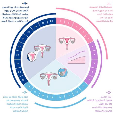 الدوره الشهريه للمراه