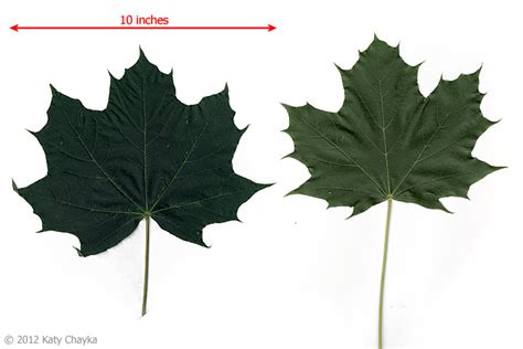 Norway Maple Acer Platanoides Plant Leaves Leaf Identification