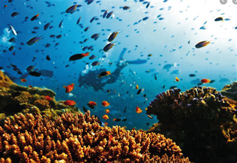 Great Barrier Reef Protection To Be Enhanced With New 97 Million