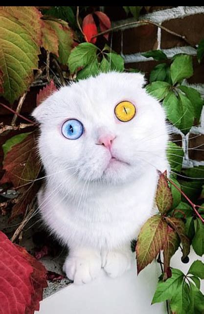 Meet The Stunning White Cat With Two Different Coloured Eyes