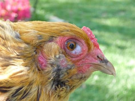 Help Whats Wrong With Eye Pic Backyard Chickens