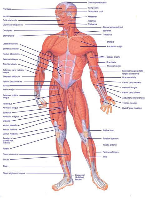We did not find results for: How a HEALTHY Musculoskeletal system works | Anatomy ...
