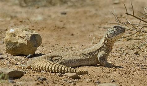 10 Most Common Species Of Reptiles Found In India
