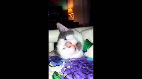Sleeping Cat Blep Youtube