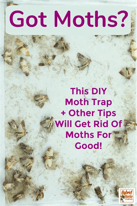 Got Months Grab These Tips On How To Get Rid Of Pantry Moths In Your Kitchen You Will Learn