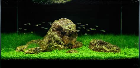 A Collection Of Beautiful Aquascapes