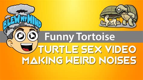 Funny Tortoiseturtle Sex Video Making Weird Noises Youtube