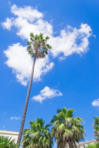 Premium Photo Urban Palm Trees Under A Cloudy Sky