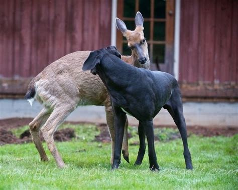 Kate The Dog And Pippin The Deer Are Best Friends Forever Animals