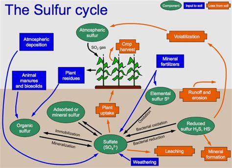 Sulfur Cycle Facts For Kids