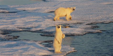 Observer Les Ours Polaires En Arctique Hurtigruten Expeditions