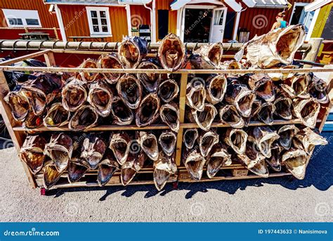 Drying Stockfish In Lofoten Islands Stock Image Image Of Stockfish