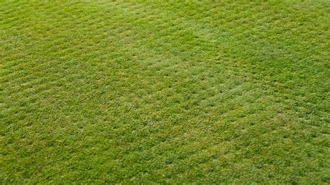 Aerate the lawn using your chosen tool. Should you aerate your own lawn? A golf superintendent explains.