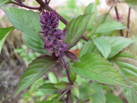 Food Dictionary Greens Thai Basil