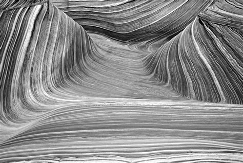 Free Images Wing Black And White Wood Texture Leaf Wave Floor