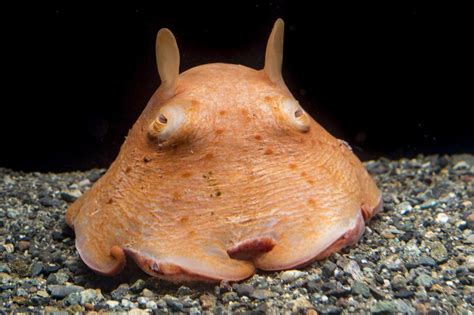 生物図鑑 深海生物 沼津港深海水族館 メンダコ 深海 美しい海の生き物