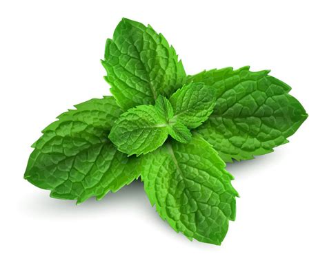 Peppermint-Did You Know? | Len's Oils