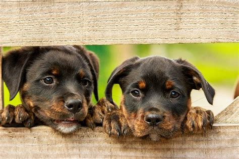 Dafür gibt es ein paar anhaltspunkte. Wann sich eine Hundekrankenversicherung lohnt - Hunde ...