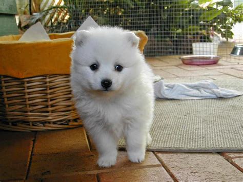 White Japanese Akita Inu Puppy Pictures Cute ~ Picture Of Puppies