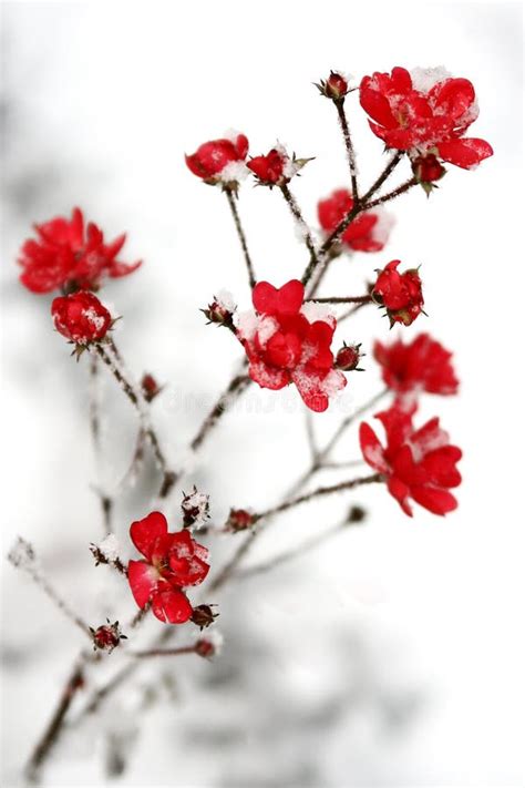 Snow On The Red Flowers Stock Photo Image Of Season 46255142