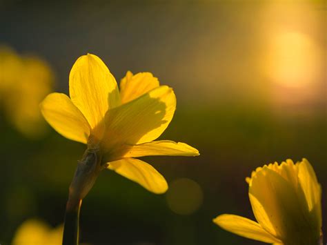 무료 이미지 자연 사진술 목초지 햇빛 꽃잎 녹색 식물학 노랑 플로라 야생화 닫다 매크로 사진 꽃 피는
