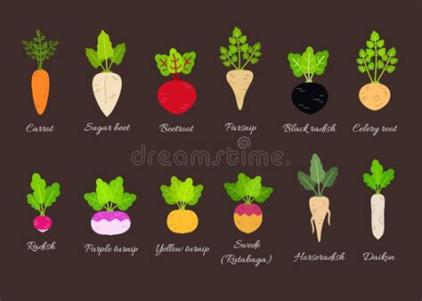 Different Root Vegetables Growing On Vegetable Patch Plants Showing