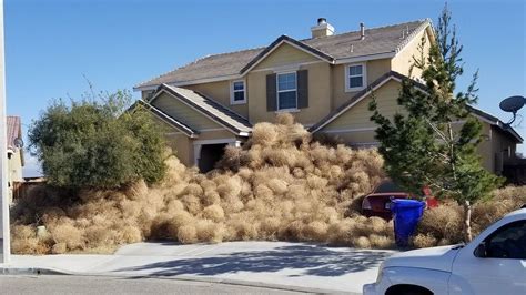 california neighborhood buried in tumbleweeds as the desert winds blow komo