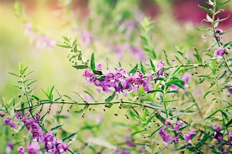 Beautiful Of Purple Flowers In The Garden Stock Image Image Of