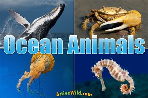 Ocean Animals For Kids And Adults List Of Animals That Live