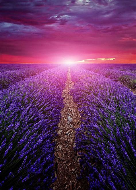 Beautiful Summer Sunset Of Lavender Field In France Summer Sunset