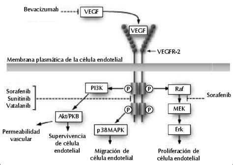 Mecanismo De Acción De Bevacizumab Download Scientific Diagram