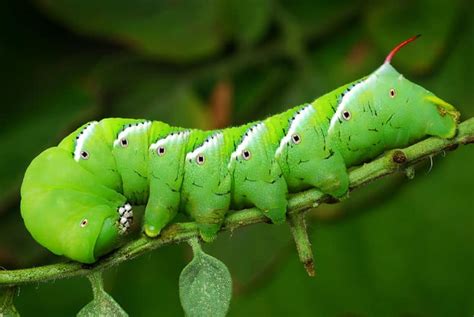 How To Spot And Get Rid Of Tomato Hornworms In The Garden
