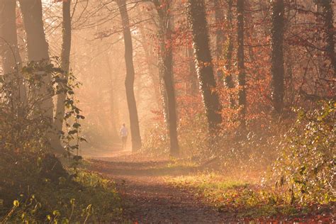 Autumn Backlit Branch Dawn Environment Fall Fog Forest Jog Landscape
