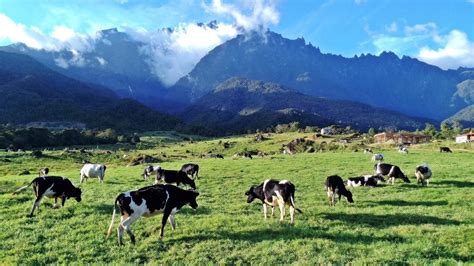 Daerah kecil kundasang dipenuhi dengan keindahan alam semulajadi yang menarik ribuan pelawat dari seluruh dunia setiap tahun. Desa Cattle Dairy Farm Tempat Menarik Dikungjungi Di ...