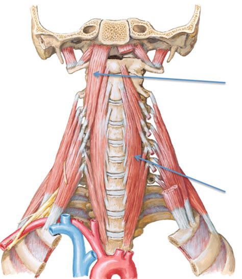 Longus Capitis And Colli Diagram Quizlet