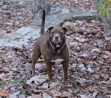 11 Year Old Boy Mauled By Three Pit Bulls Had 70 Of His Scalp Torn Off