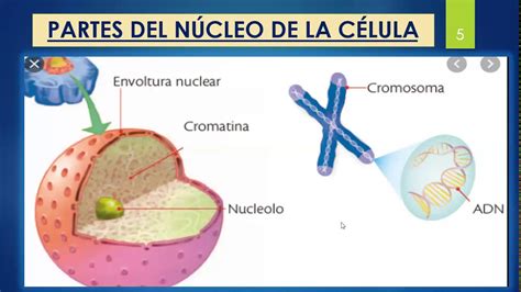 Nucleo De La Celulaestructura Ciencia 5° Youtube