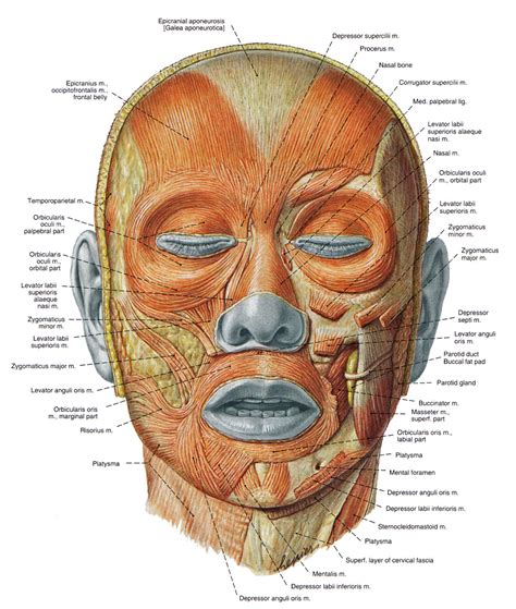 The Expressive Figure Levator Labii Superioris And Corrugator Muscles