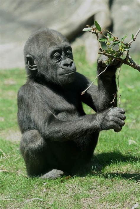 25 Remarkable Photographs Of Gorillas Gorilla Baby