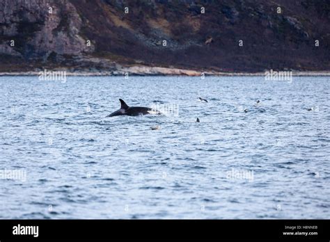 Killer Whale Swims In The Arctic Sea Stock Photo Alamy