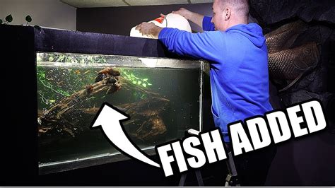 Fish Added To Diy Aquarium 7 Oscar Fish Youtube