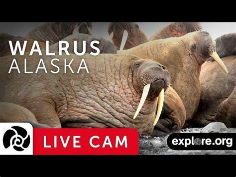 Whole Bunch Of Walruses On The Walrus Cam Walrus Science Pics Pet Cam