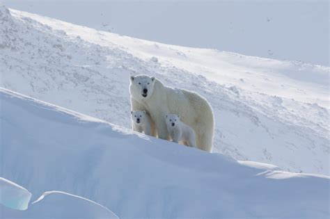 Polar Bears Are Mostly Canadian Arctic Kingdom