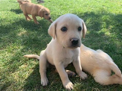 9 Yellow Lab Puppies Ready In 1 Week Thistle Puppies For Sale Near Me