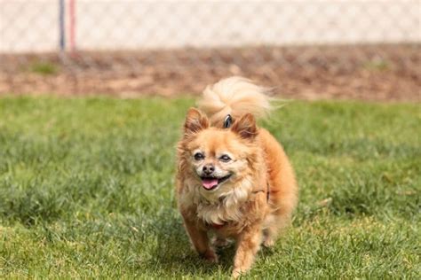 Pomeranian Chihuahua Mix Pomchi Cost Lifespan And Temperament
