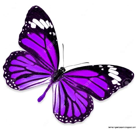 Purple Butterfly Images Amazing Wallpapers
