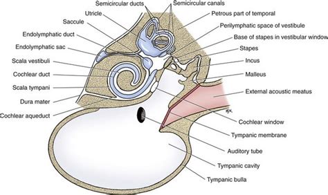 Middle And Inner Ear Veterian Key