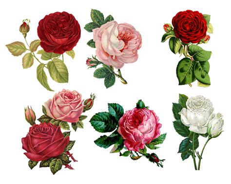 Rose Flower Roses Free Image On Pixabay Pixabay