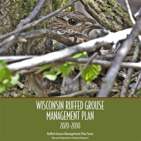 Wisconsin Approves Ruffed Grouse Management Plan Rgs